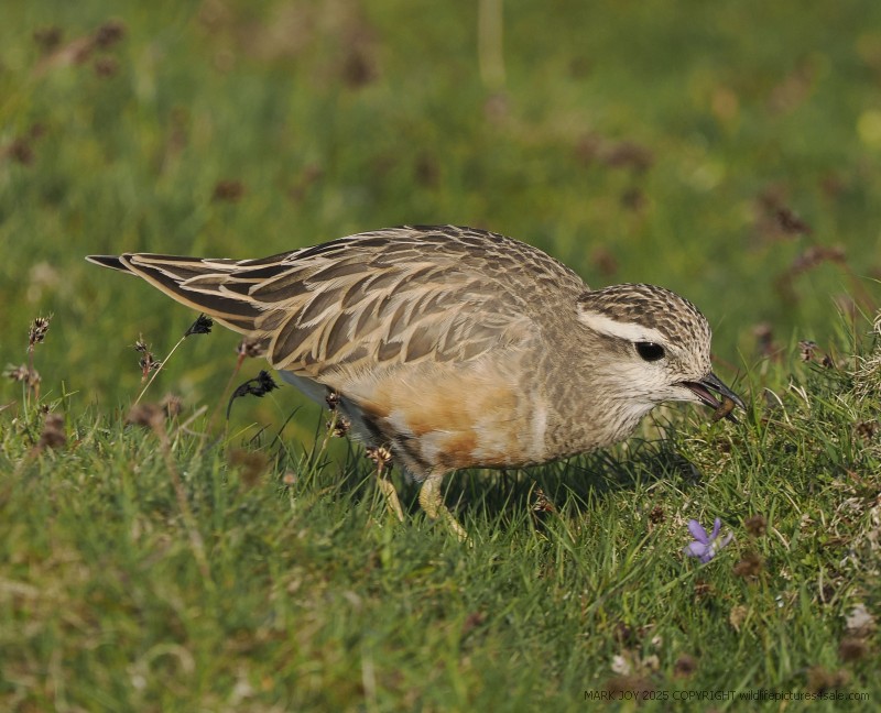 Dotterel