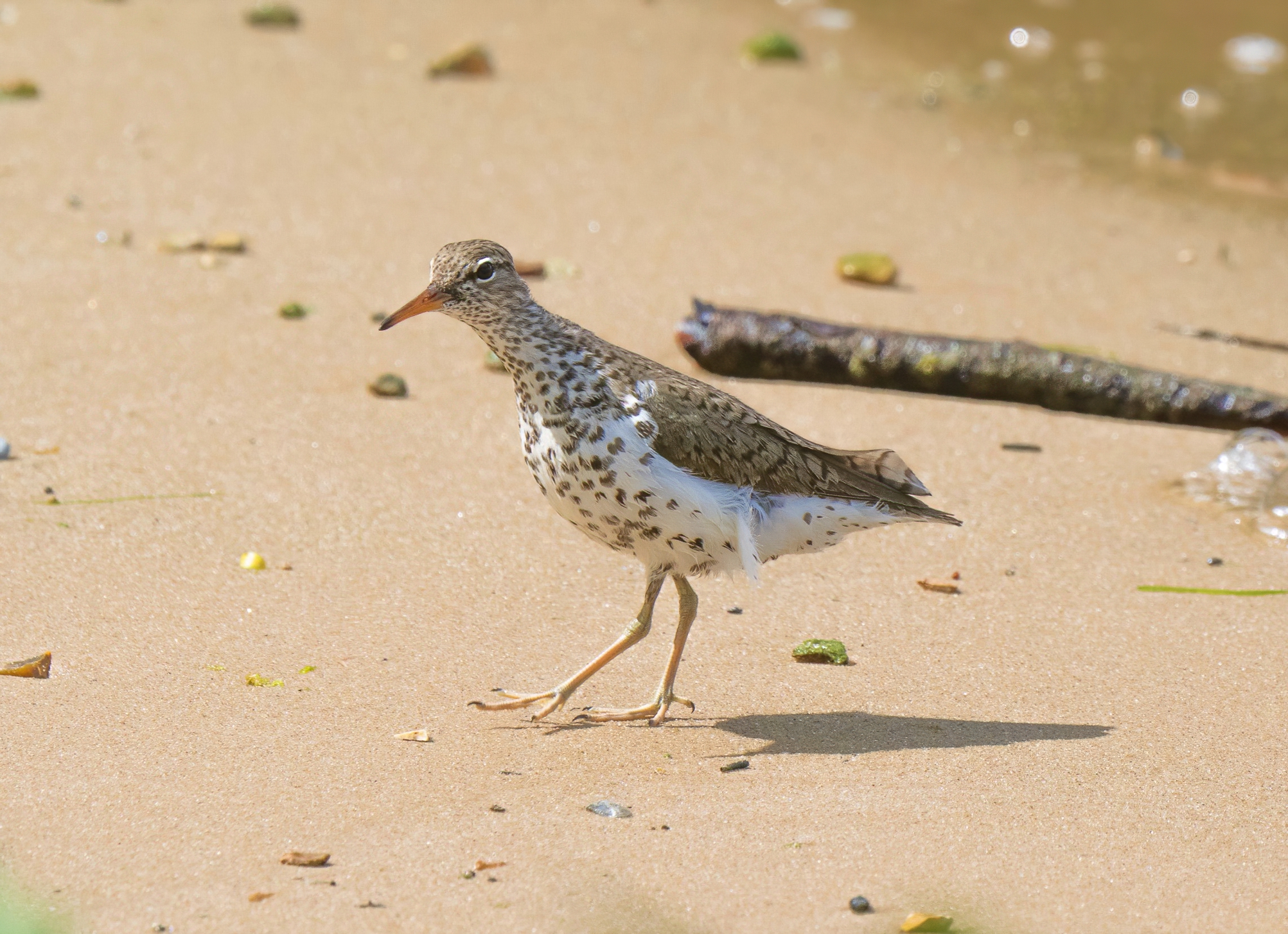 Spotted Sandpiper