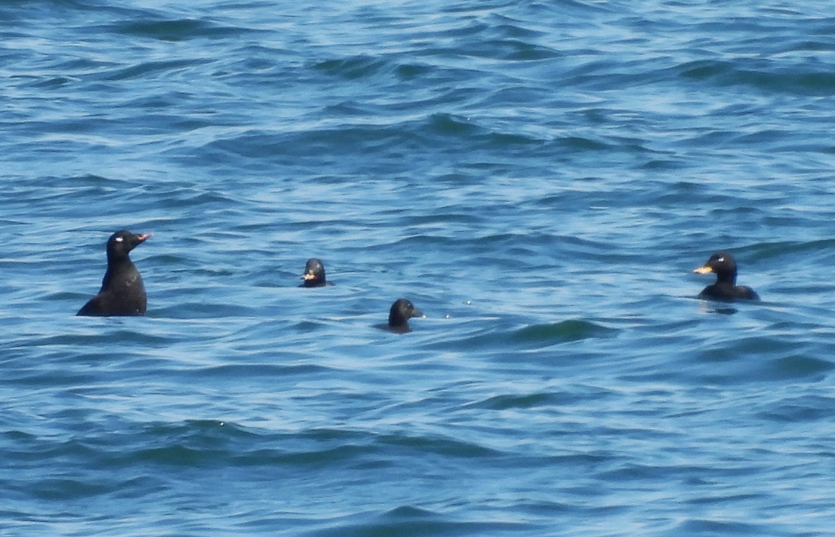 White-winged Scoter