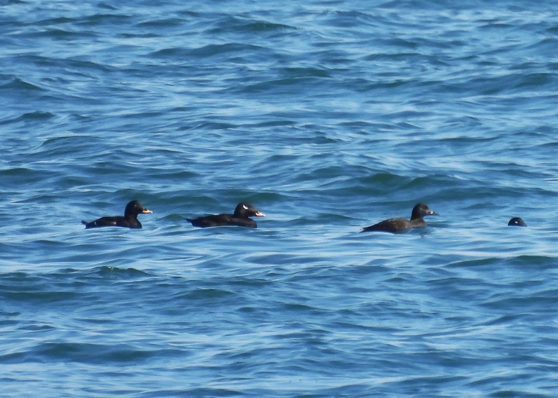 White-winged Scoter