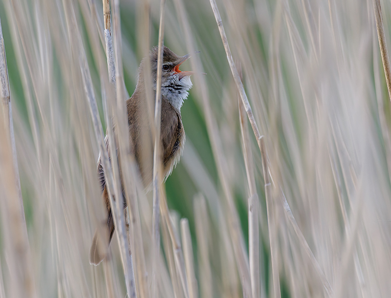 Great Reed Warbler