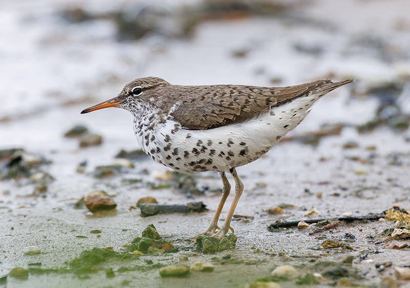Spotted Sandpiper