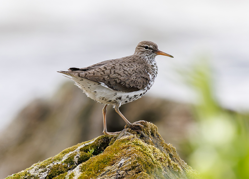 Spotted Sandpiper