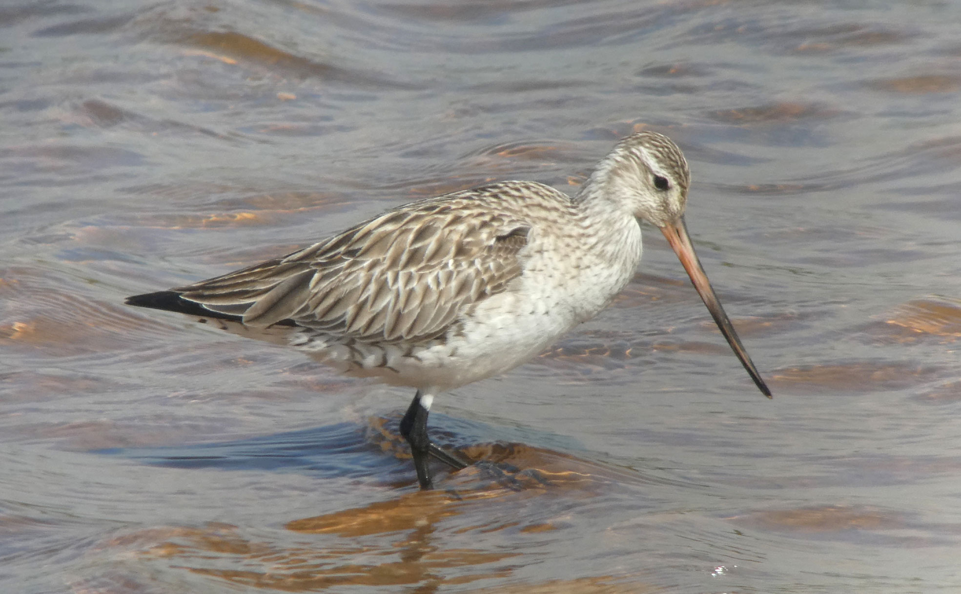 Bar-tailed Godwit