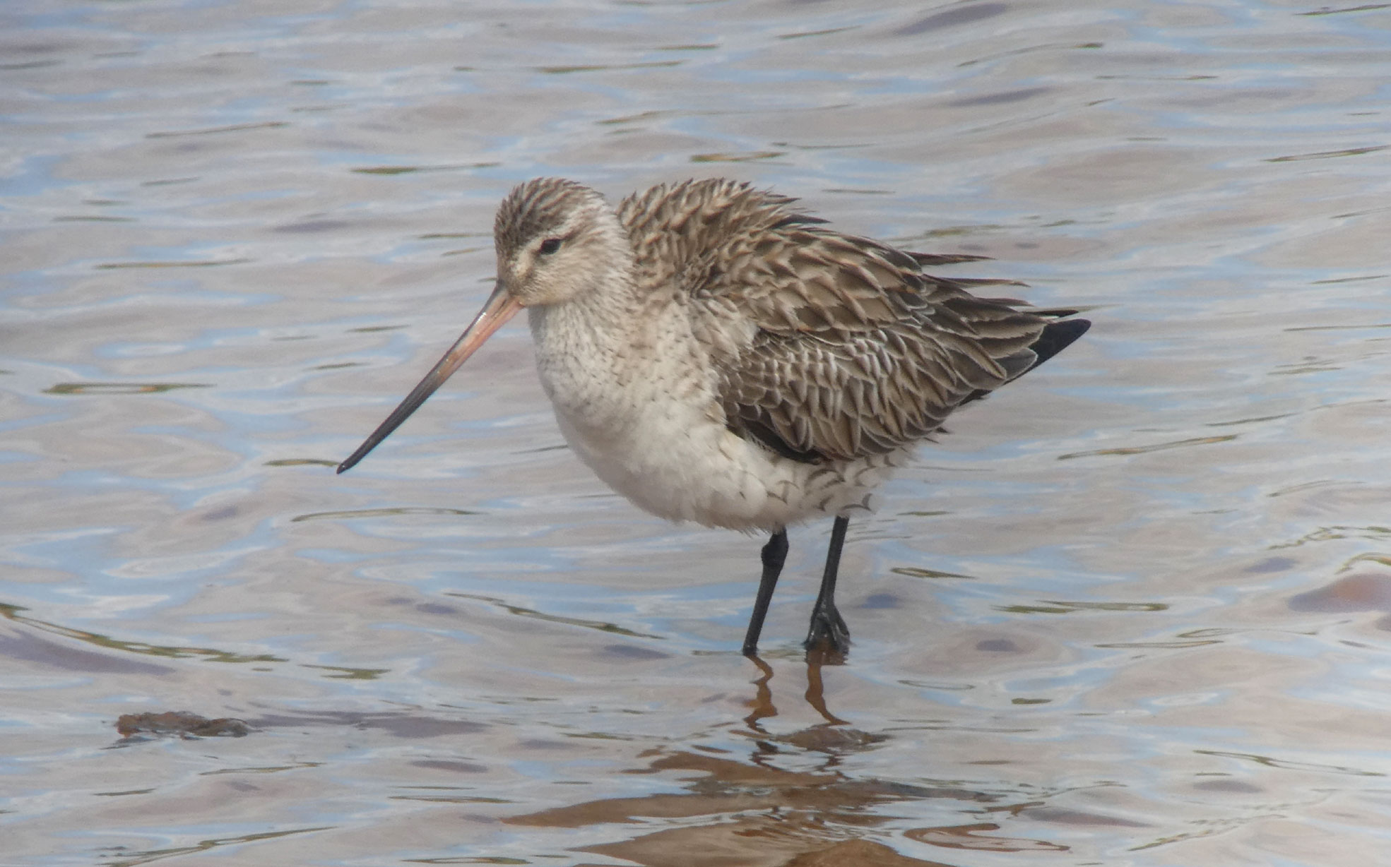 Bar-tailed Godwit