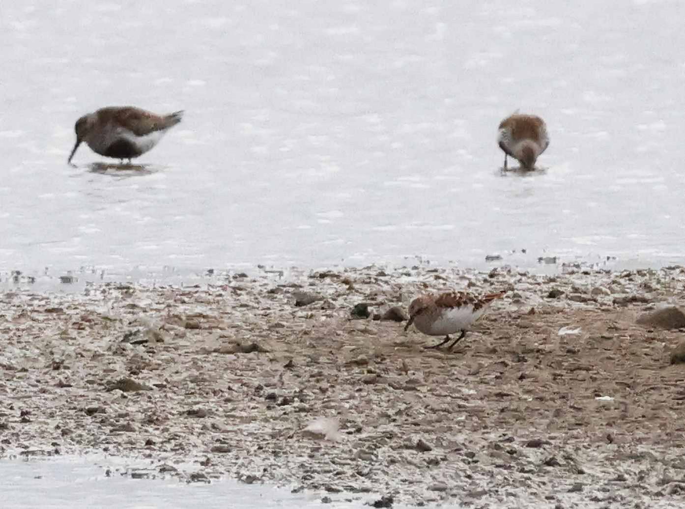 Little Stint