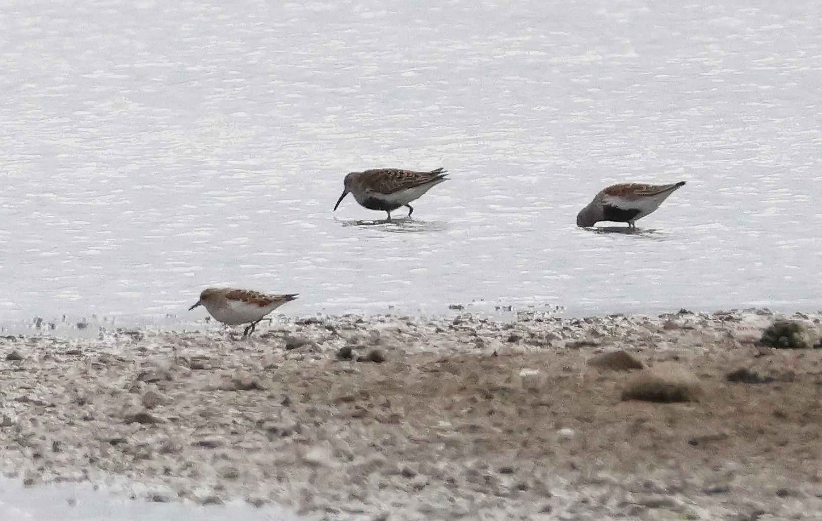 Little Stint