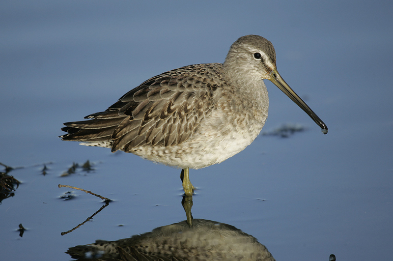 Long-billed Dowitcher