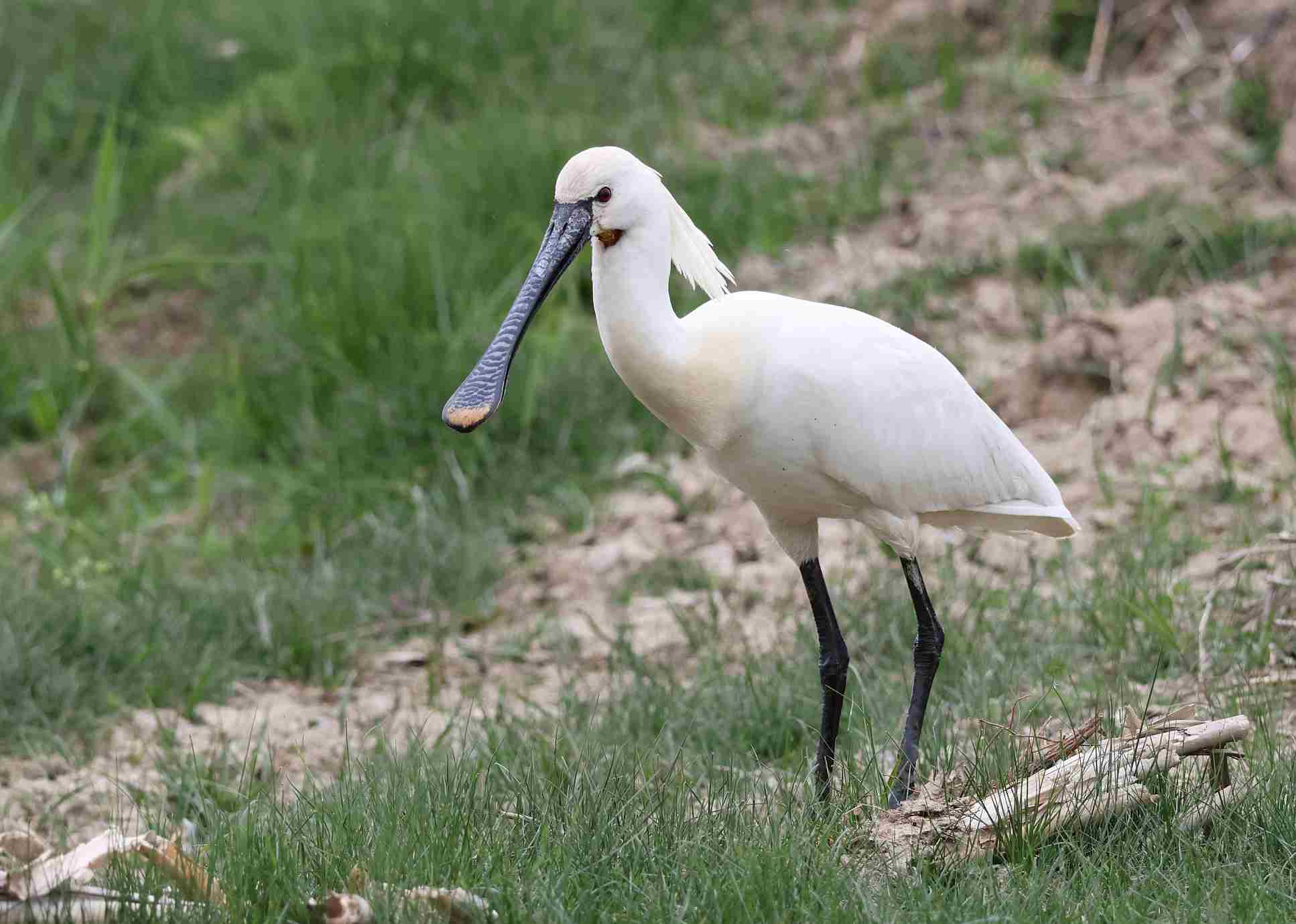 Spoonbill