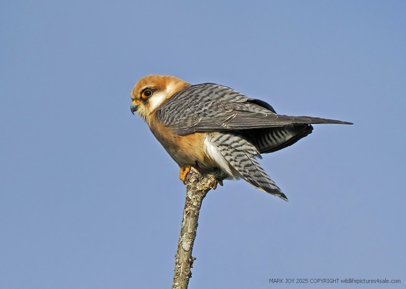 Red-footed Falcon