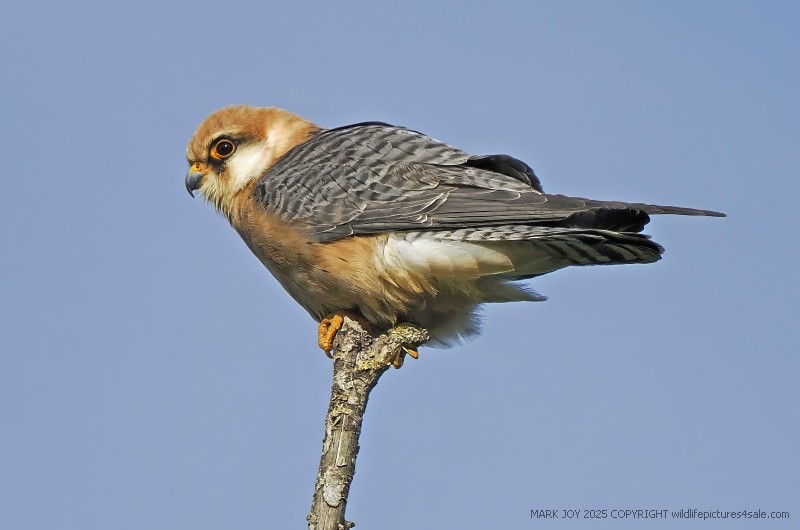 Red-footed Falcon