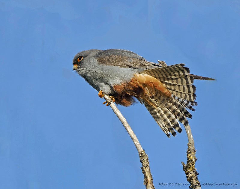 Red-footed Falcon