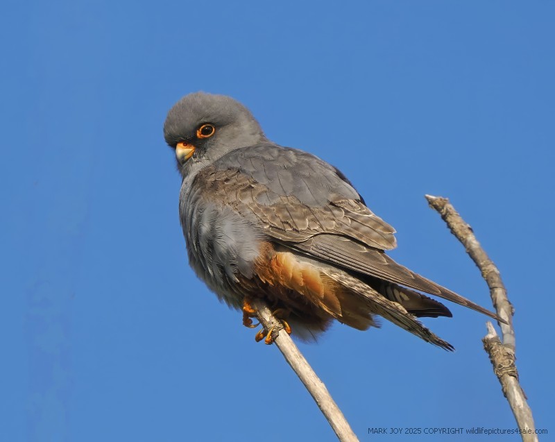 Red-footed Falcon