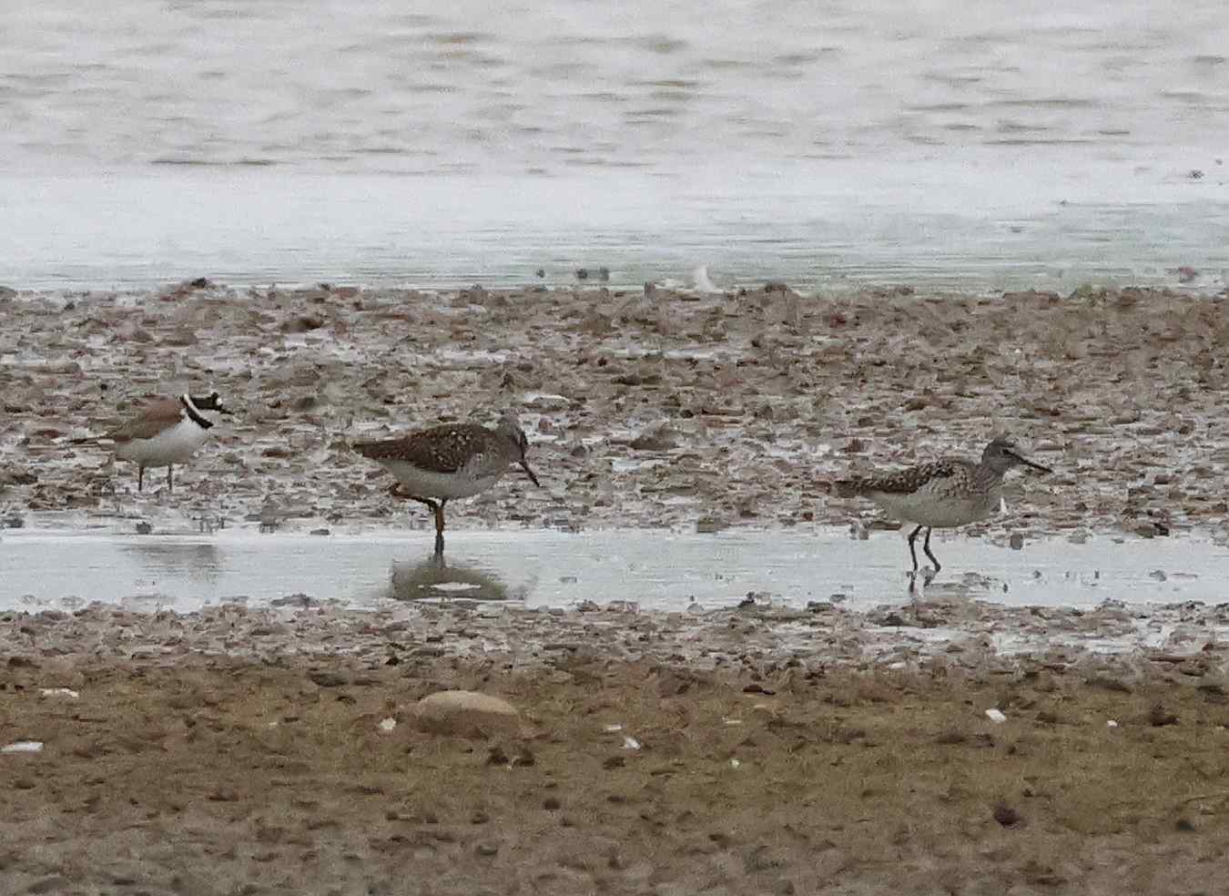 Wood Sandpiper