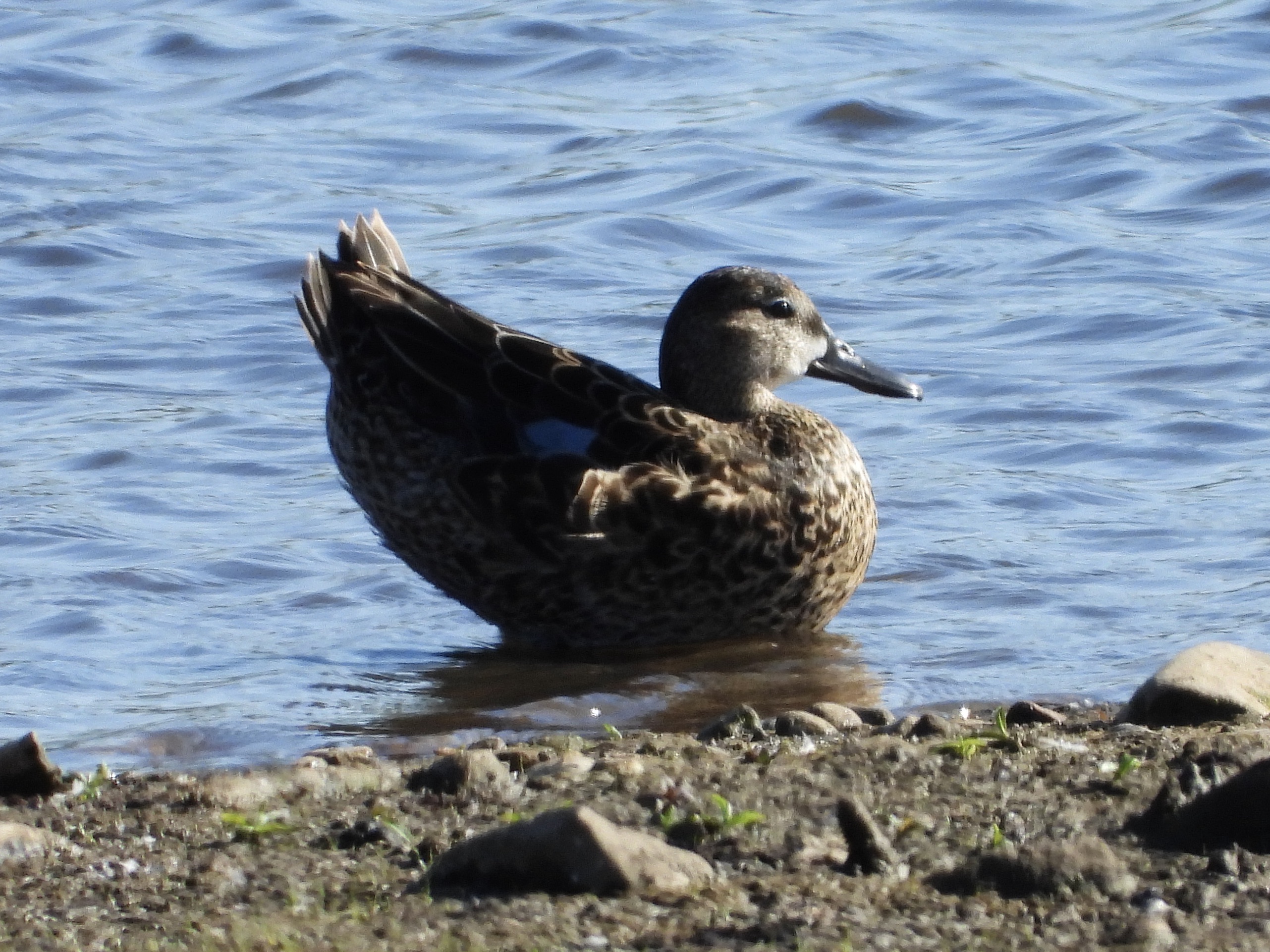 Blue-winged Teal