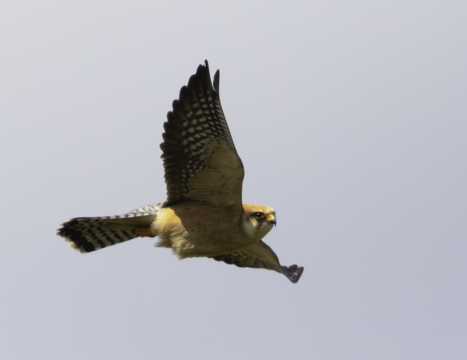 Red-footed Falcon