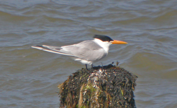 Lesser Crested Tern