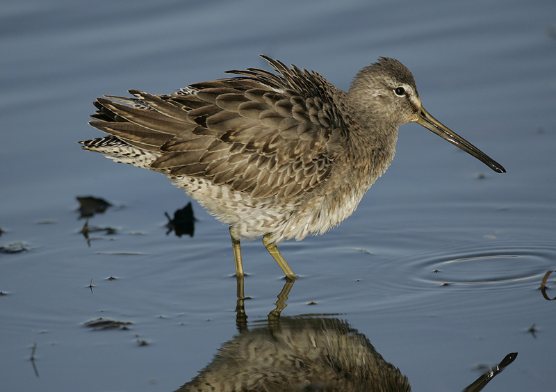 Long-billed Dowitcher