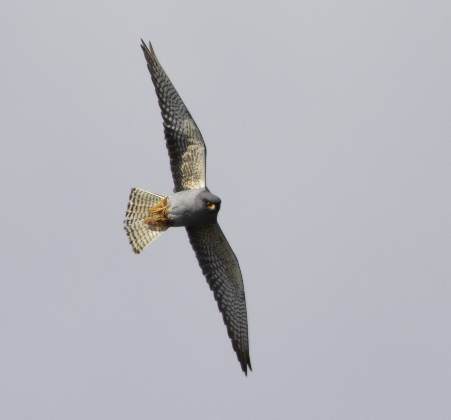 Red-footed Falcon