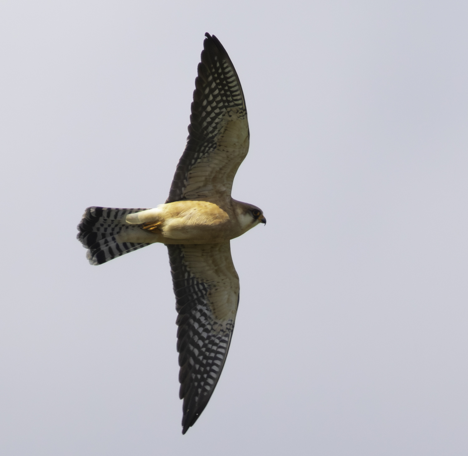 Red-footed Falcon