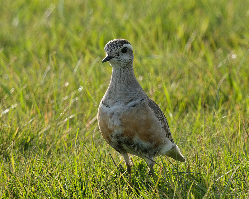 Dotterel
