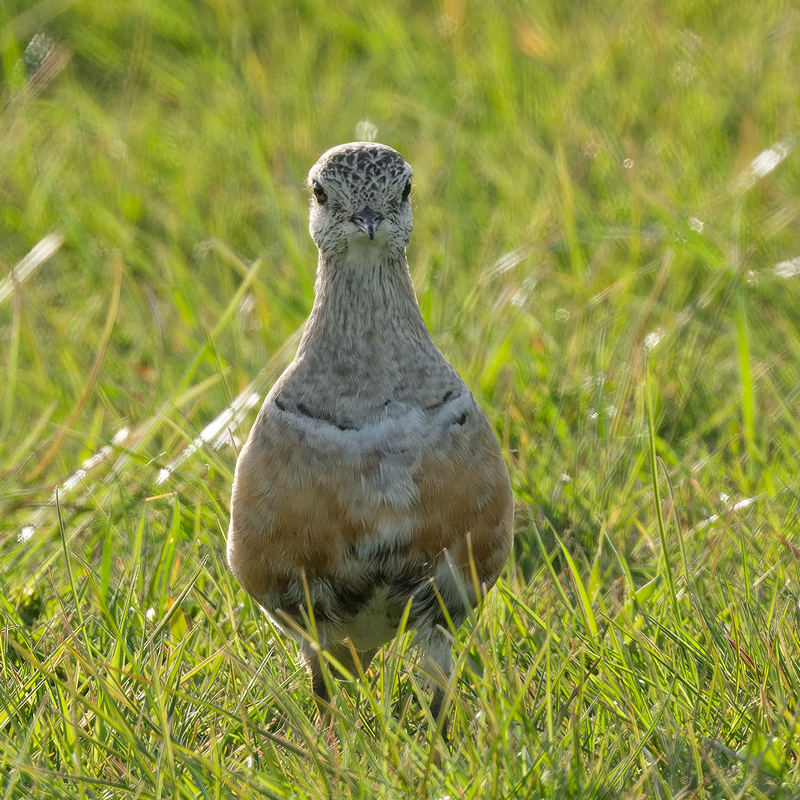 Dotterel