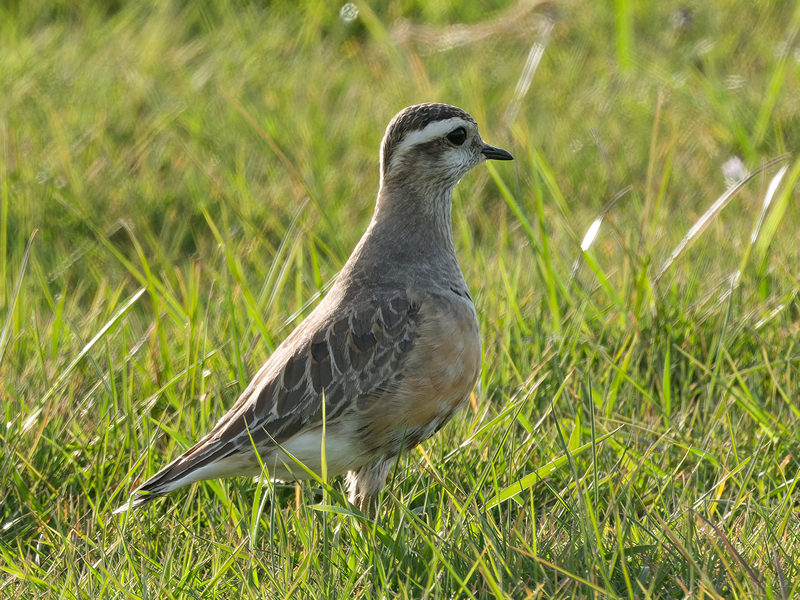 Dotterel
