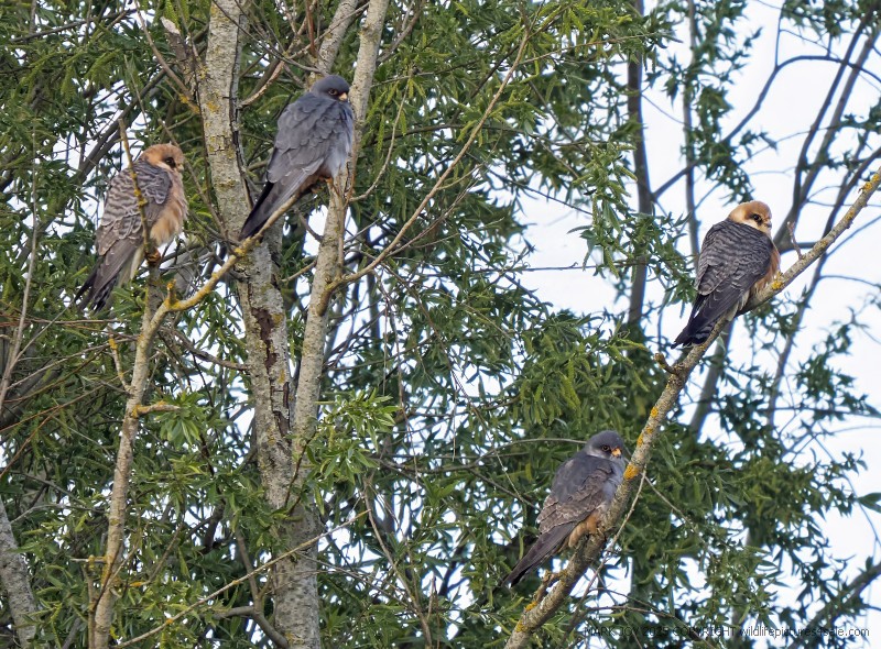 Red-footed Falcon