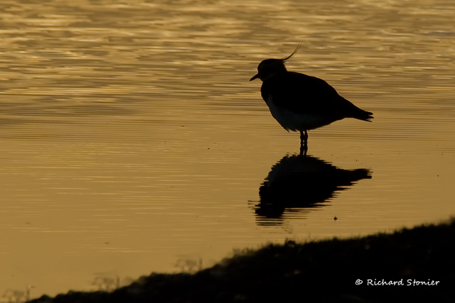 Lapwing
