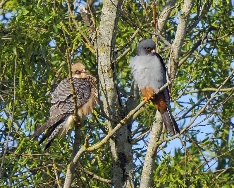 Red-footed Falcon
