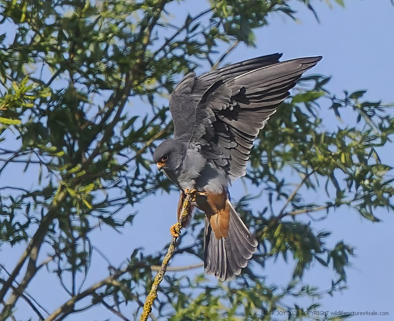 Red-footed Falcon