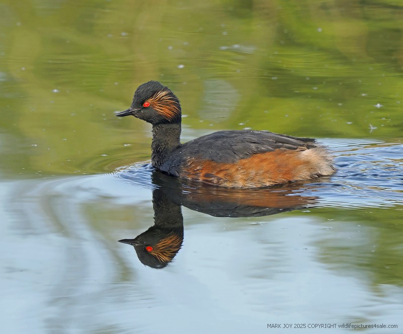 Black-necked Grebe