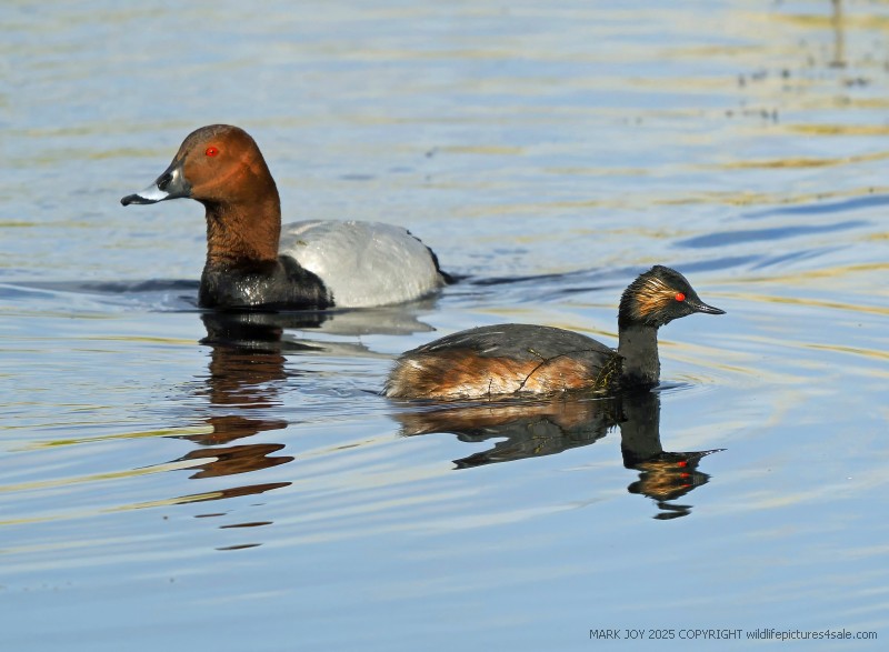 Black-necked Grebe