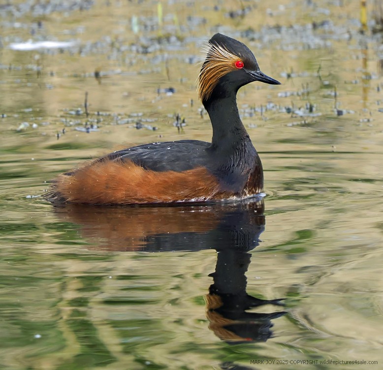 Black-necked Grebe