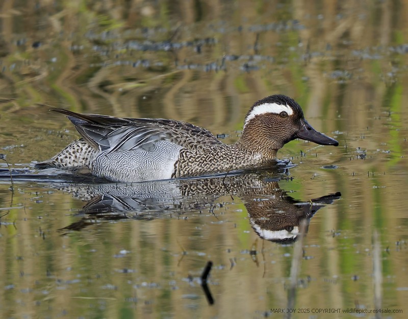 Garganey