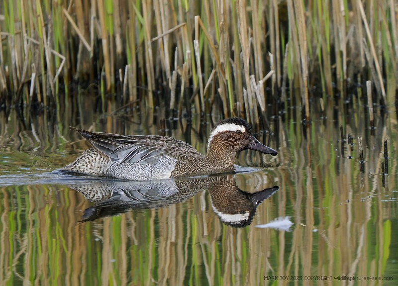 Garganey