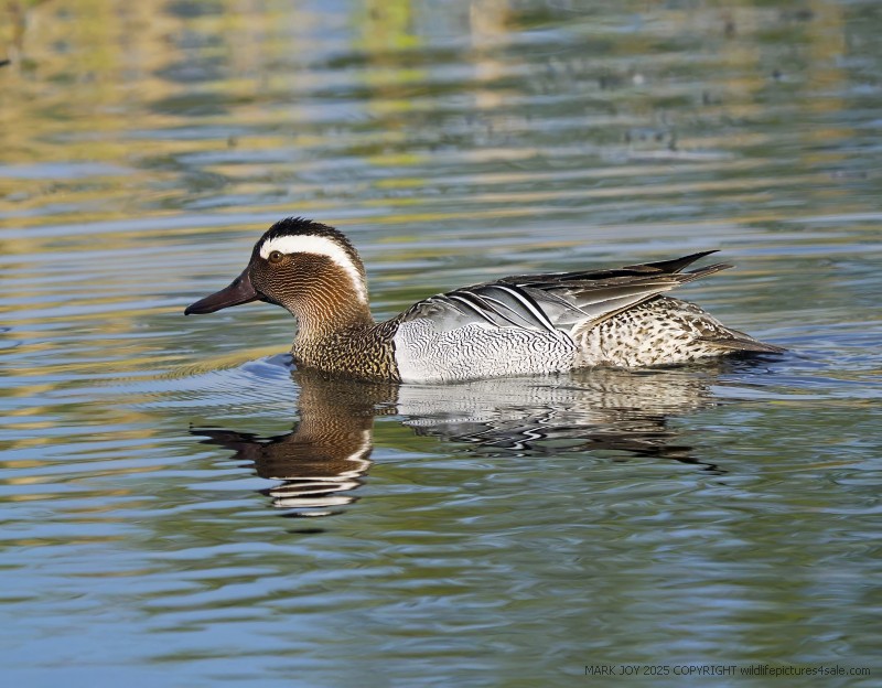 Garganey