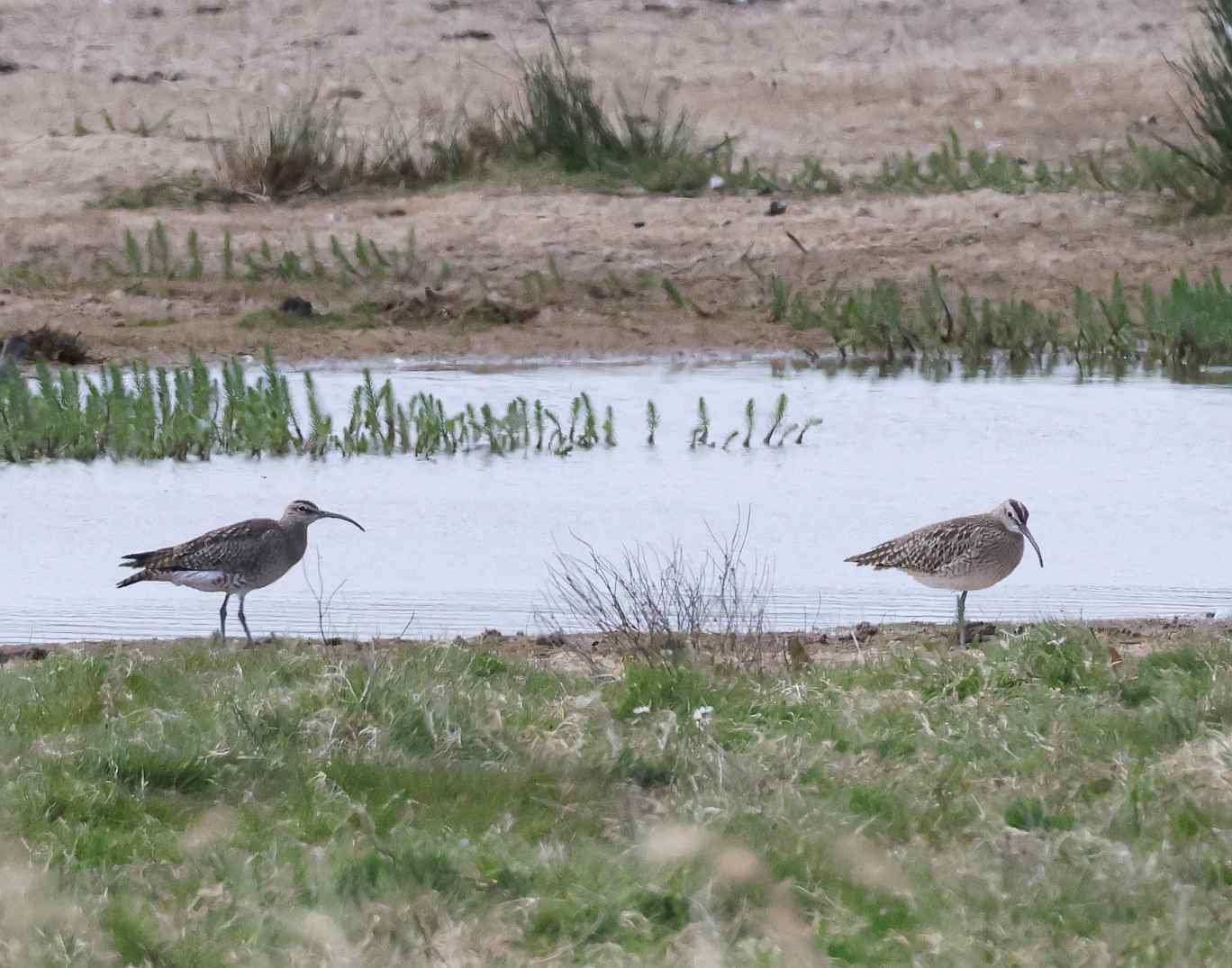 Whimbrel