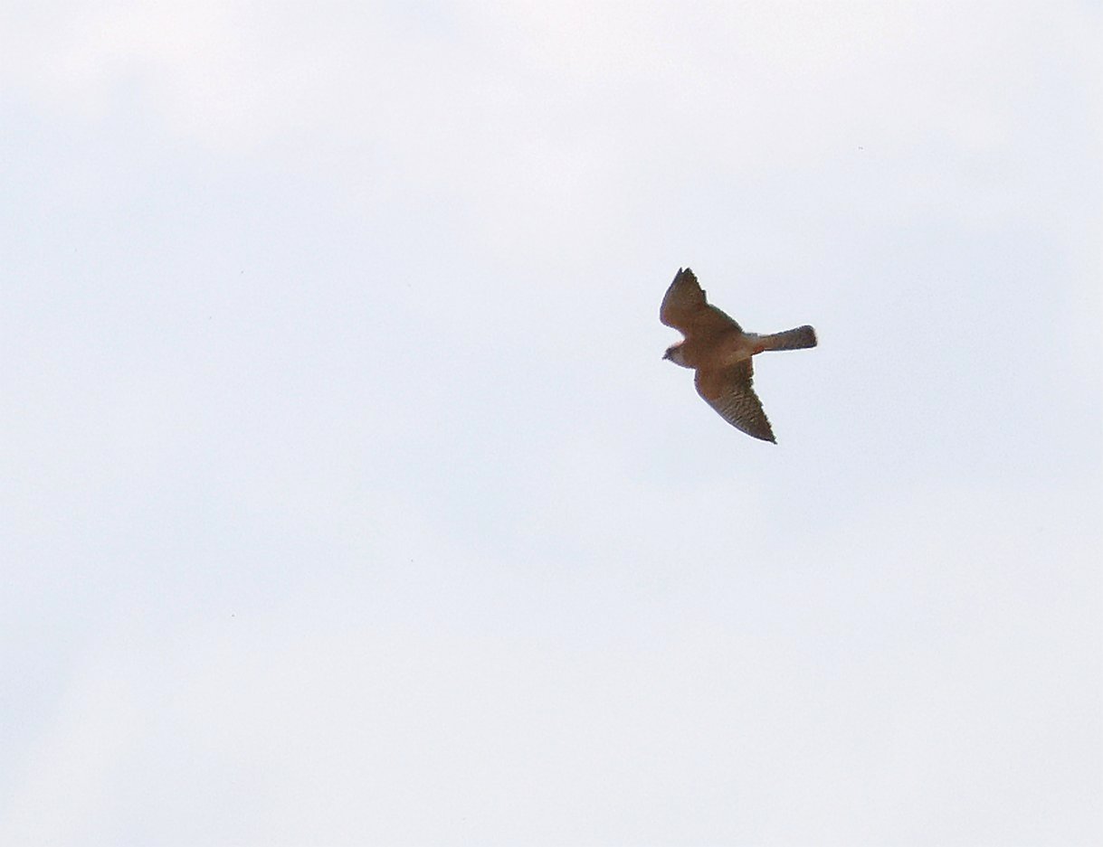 Red-footed Falcon