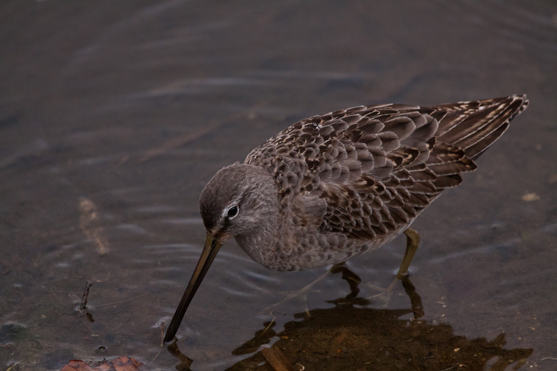Long-billed Dowitcher