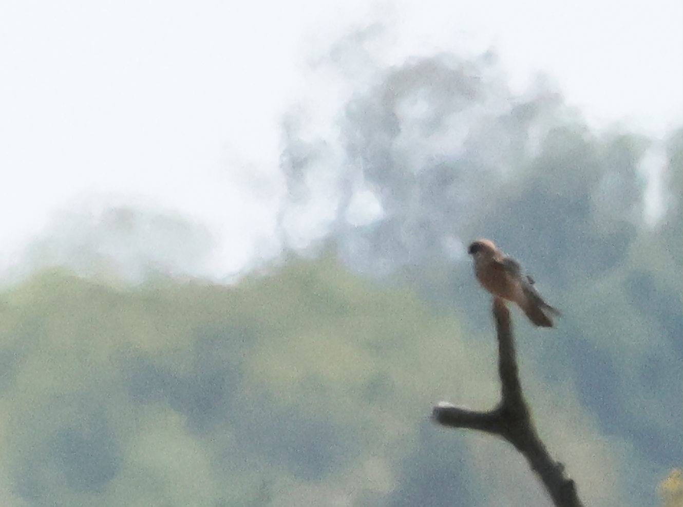 Red-footed Falcon
