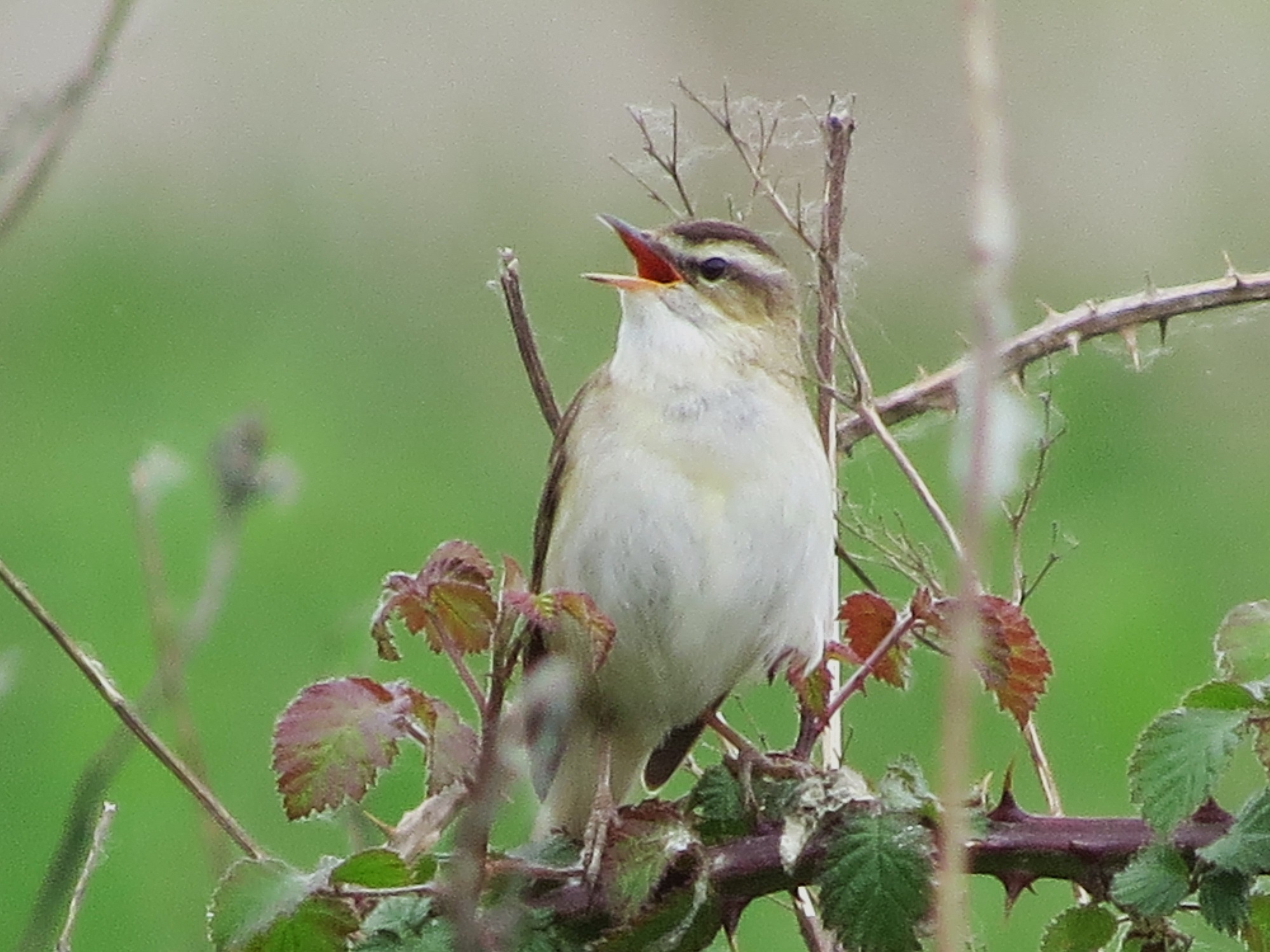 Sedge Warbler