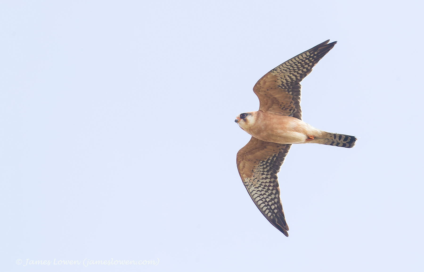 Red-footed Falcon