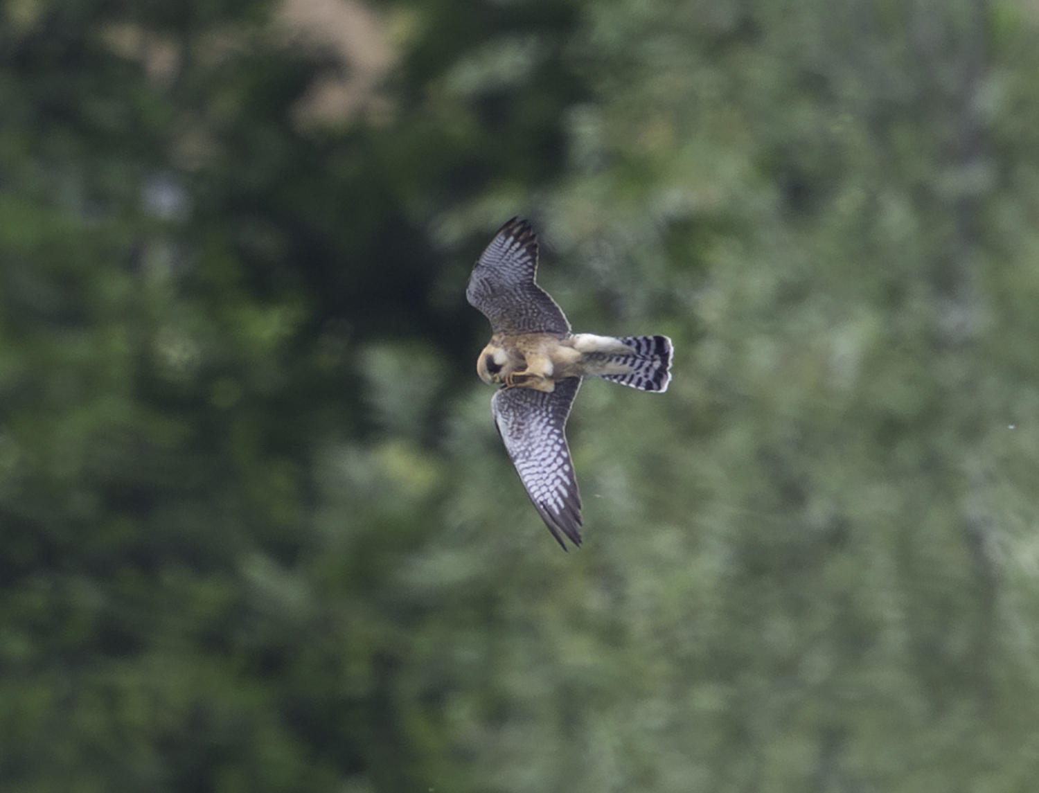 Red-footed Falcon