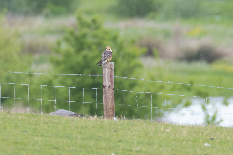 Red-footed Falcon