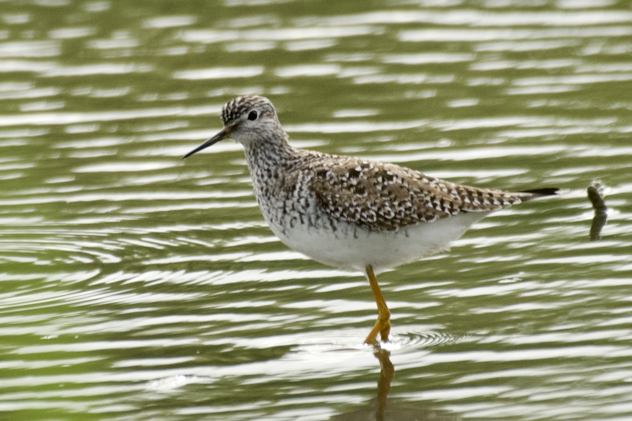 Lesser Yellowlegs