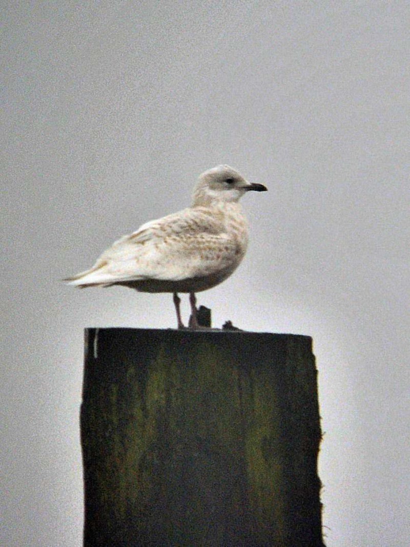 Iceland Gull