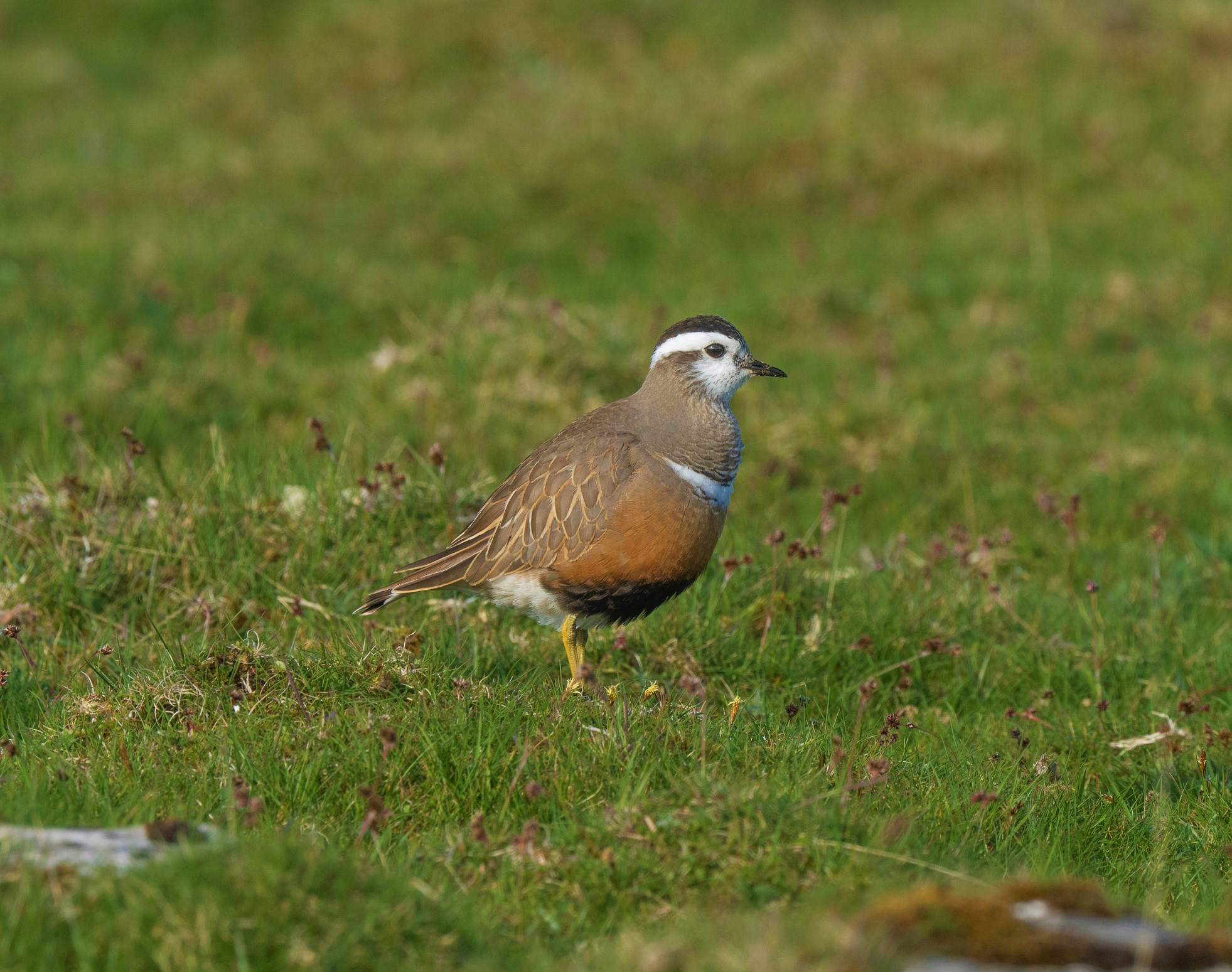 Dotterel