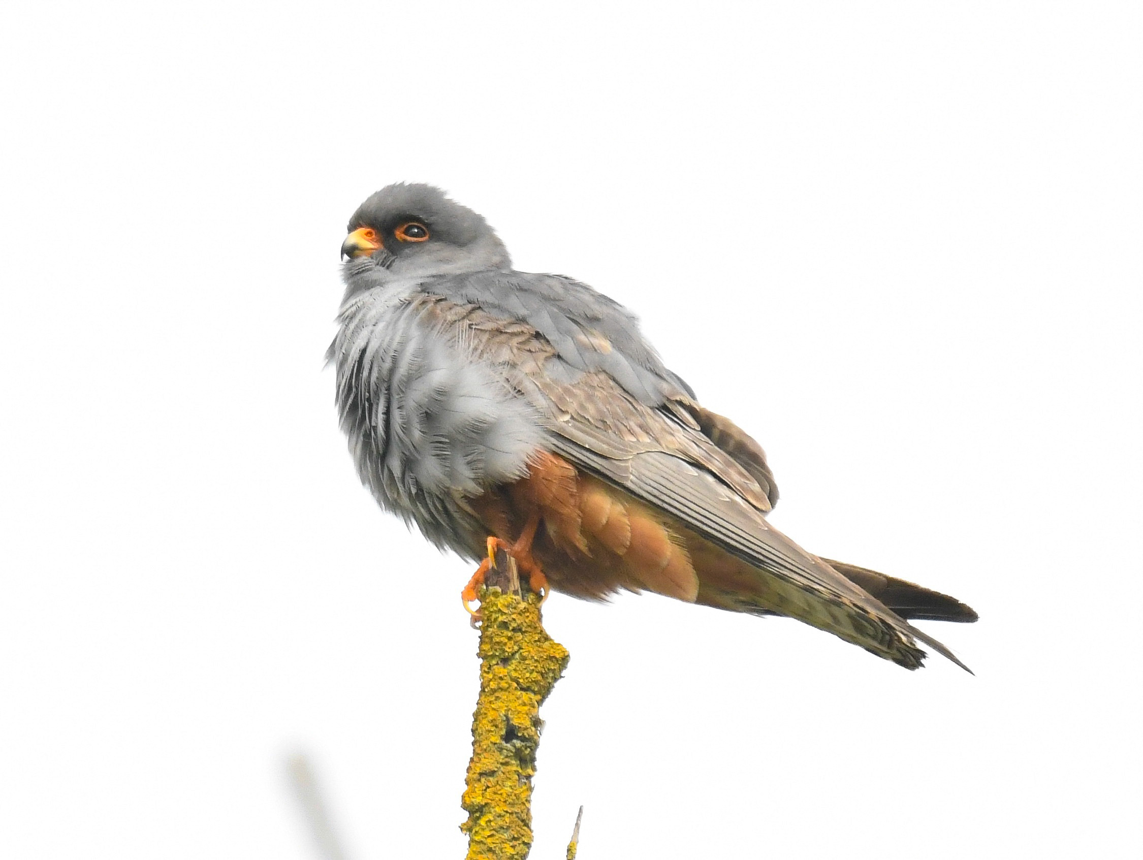 Red-footed Falcon