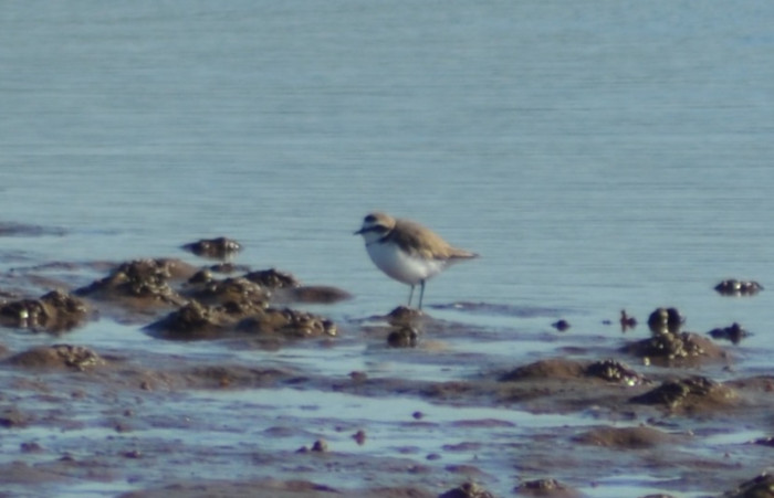 Kentish Plover